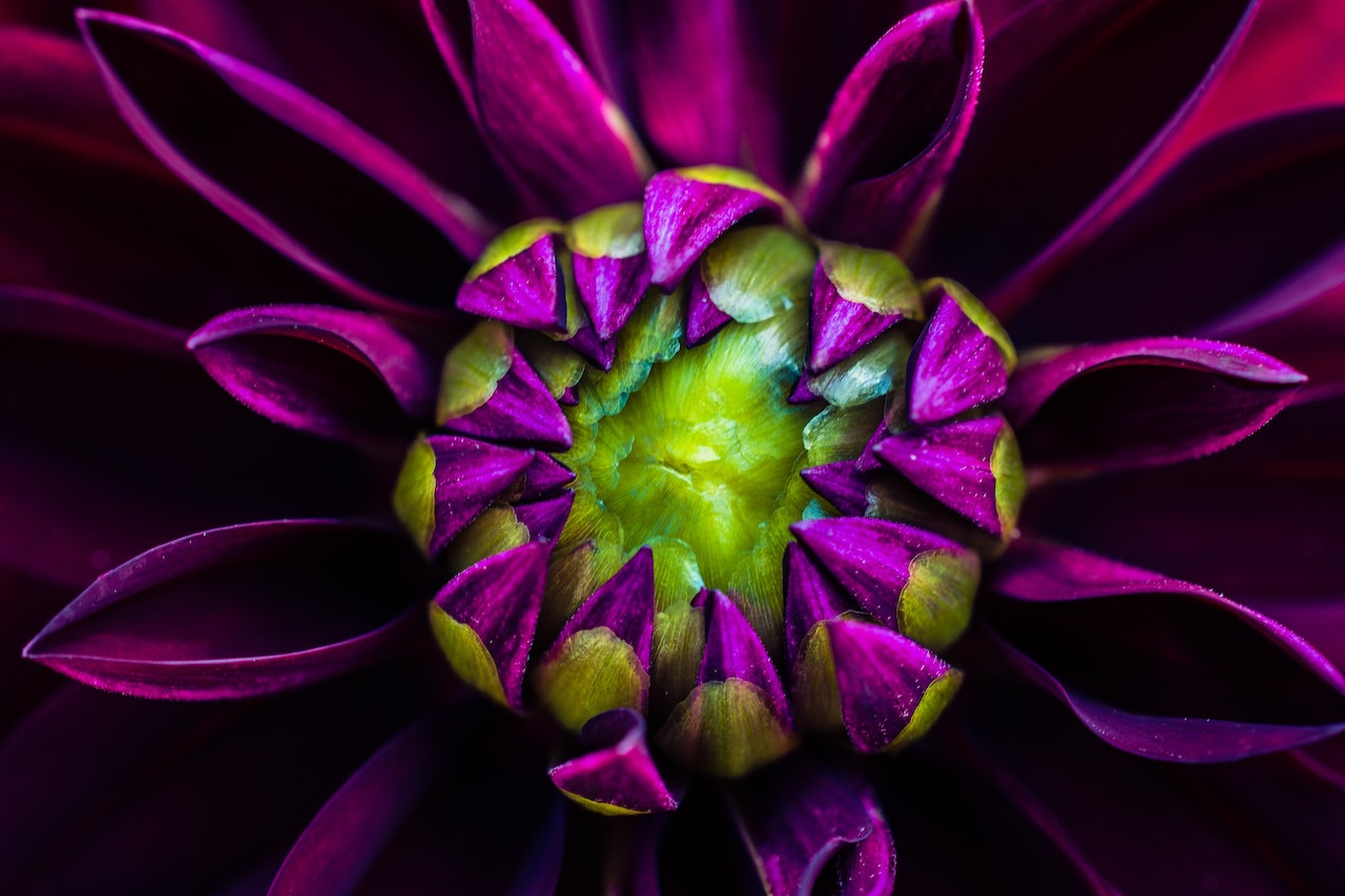 macro-photography-of-purple-dahlia-flower-828543.jpg